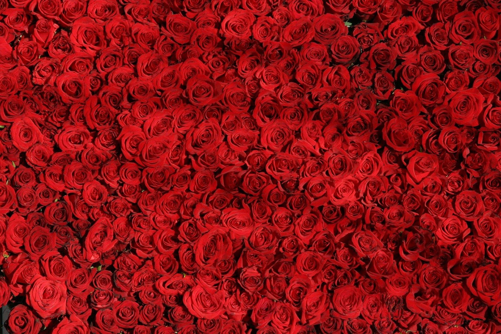 Red - Colors Psychology